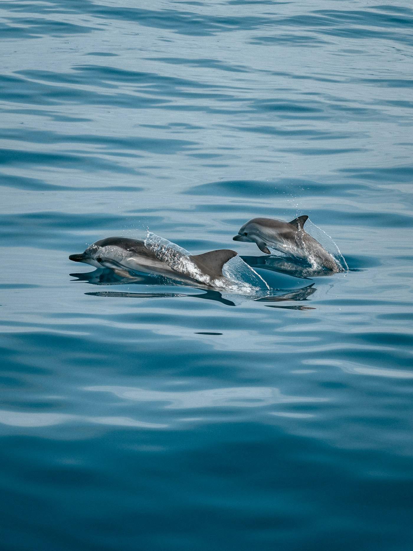 Dolphin House Shaab el-Erg wild dolphins Red Sea