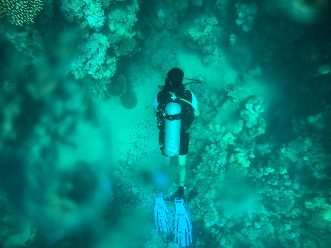 Paradise and Fanadir Reefs coral gardens Red Sea